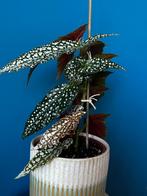 Healthy and beautiful begonia maculata, Ophalen, Overige soorten, Halfschaduw, Minder dan 100 cm