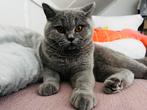 Prachtige Britse Korthaar kater, Dieren en Toebehoren, Katten en Kittens | Raskatten | Korthaar, Kater, Ontwormd, 0 tot 2 jaar