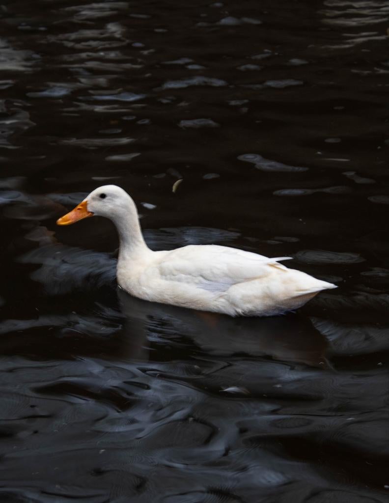 || NIEUW || Eenden eieren (Broedeieren), Dieren en Toebehoren, Pluimvee, Eend, Meerdere dieren