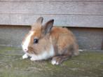 Super lieve baby dwerg konijnen