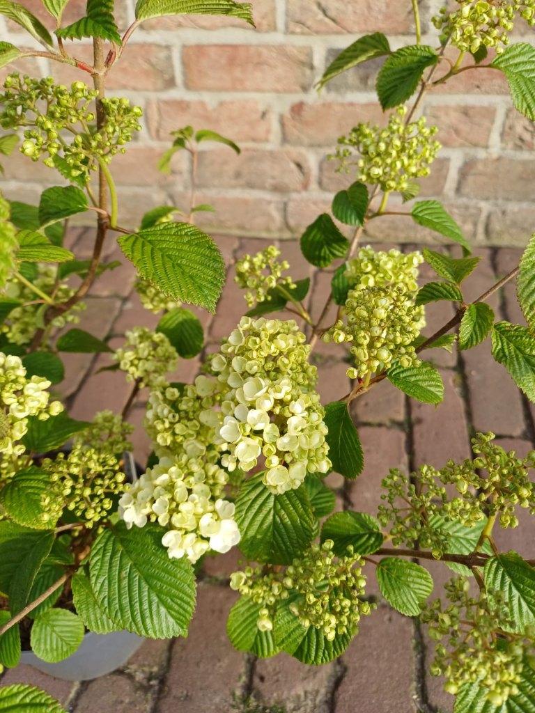Planten die nu op z'n mooist zijn (foto update) deel 1, Volle zon, Vaste plant, Lente, Ophalen