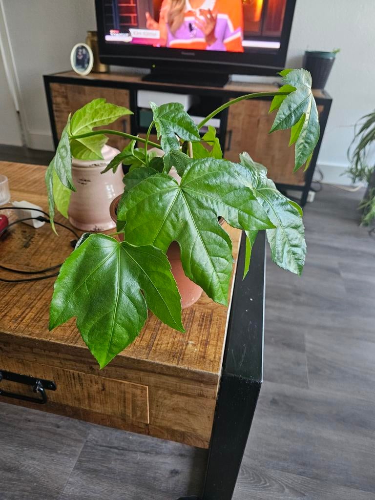 Mooie fatsia vingerplant, Ophalen, Halfschaduw, Minder dan 100 cm