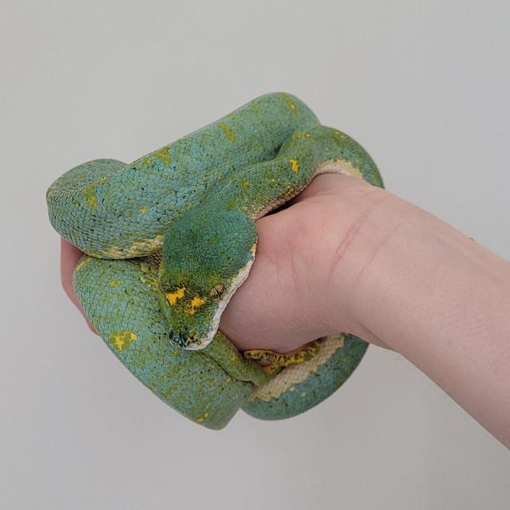 Morelia azurea utaraensis - 1.0 - CB 2009 Green Tree Python - male for sale from B. Grit