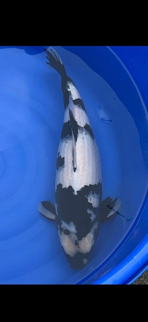 Shiro Utsuri, Karper of Koi