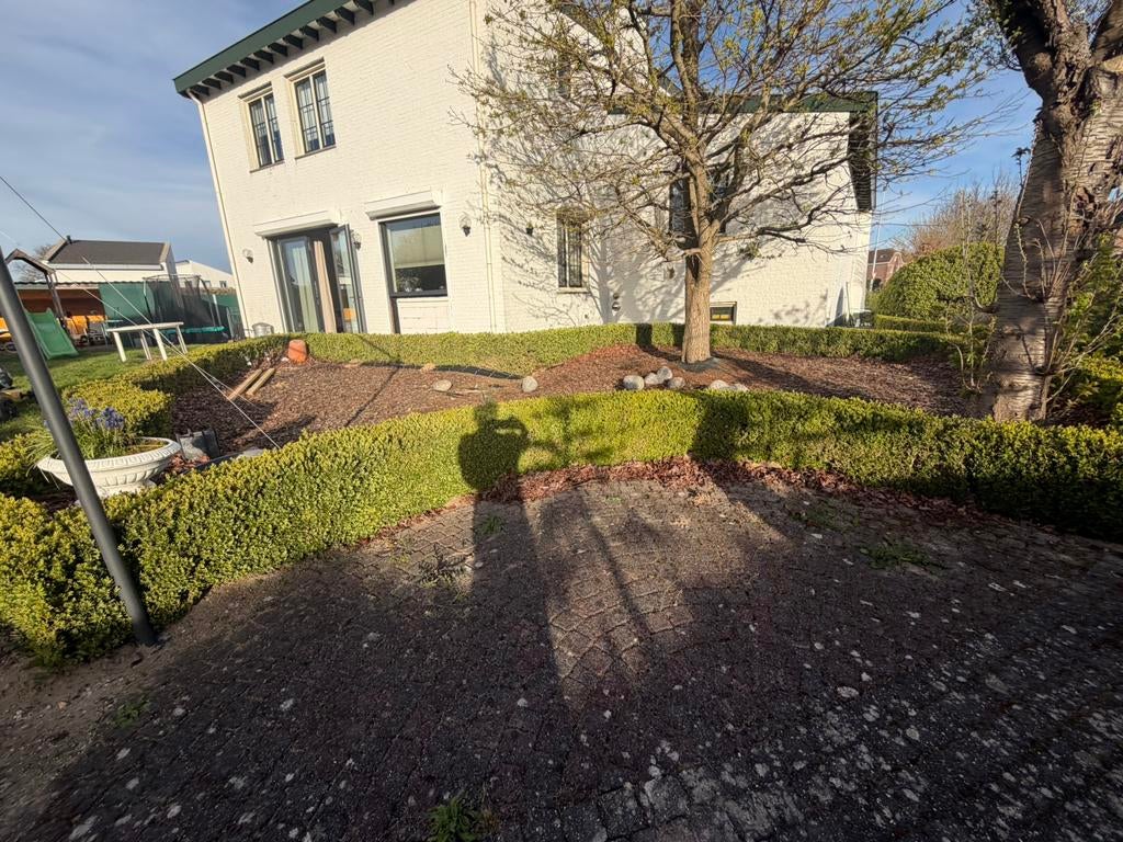 Buxus hagen, Tuin en Terras, Ophalen, Buxus, Minder dan 100 cm
