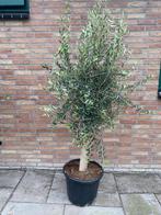 Super mooie Olijfboom Olijfbomen Olijf boom Olijf bomen, 100 tot 250 cm, Olijfboom, Ophalen, Volle zon