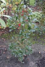 hulst, Ophalen, Hulst, Struik, 100 tot 250 cm