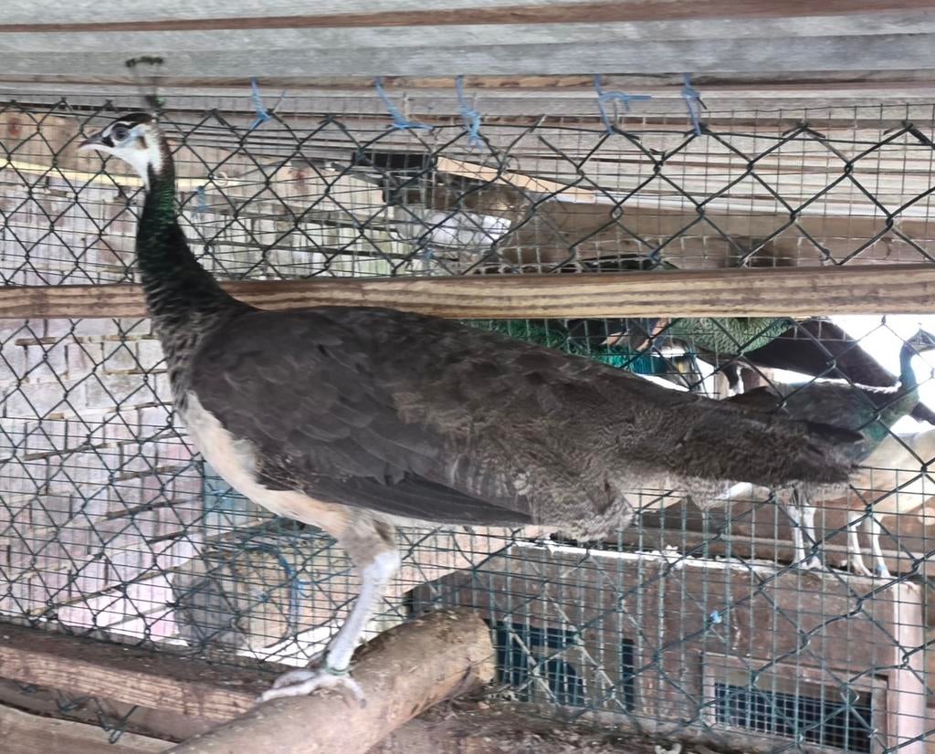 Blauwe pauw hen te koop, Vrouwelijk, Kip