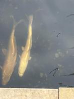 Vijvervissen-koi, Dieren en Toebehoren, Vissen | Vijvervissen, Karper of Koi