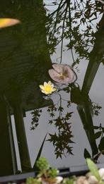 Vijverplanten te koop, Ophalen, Overige typen