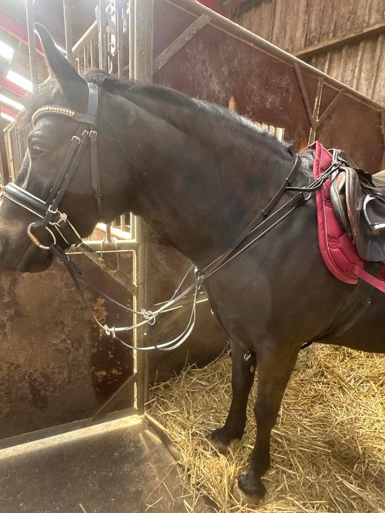 Borsttuig met martingaal, Dieren en Toebehoren, Ophalen of Verzenden, Overige soorten