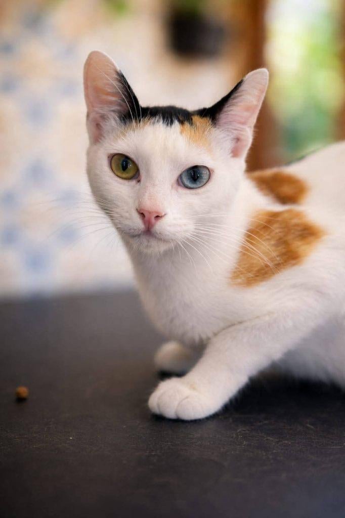 Cat for adoption: MADONNA, Dieren en Toebehoren, Katten en Kittens | Overige Katten, Poes, Kortharig, 0 tot 2 jaar