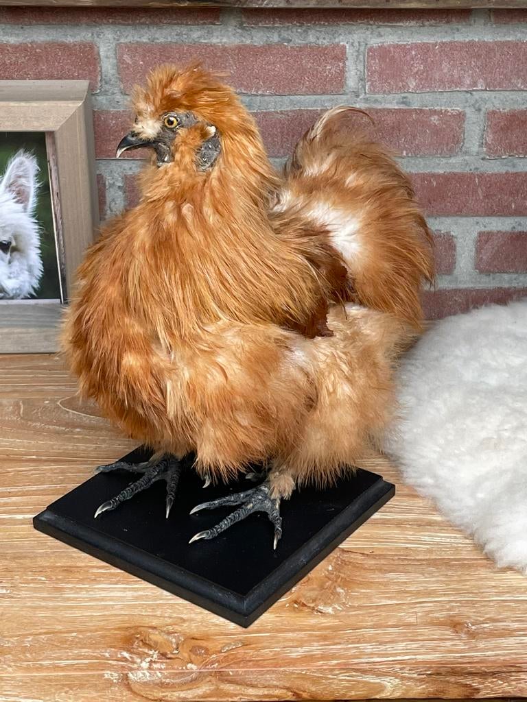 Zijdehoen taxidermie (opgezet), Ophalen of Verzenden, Zo goed als nieuw, Vogel, Opgezet dier
