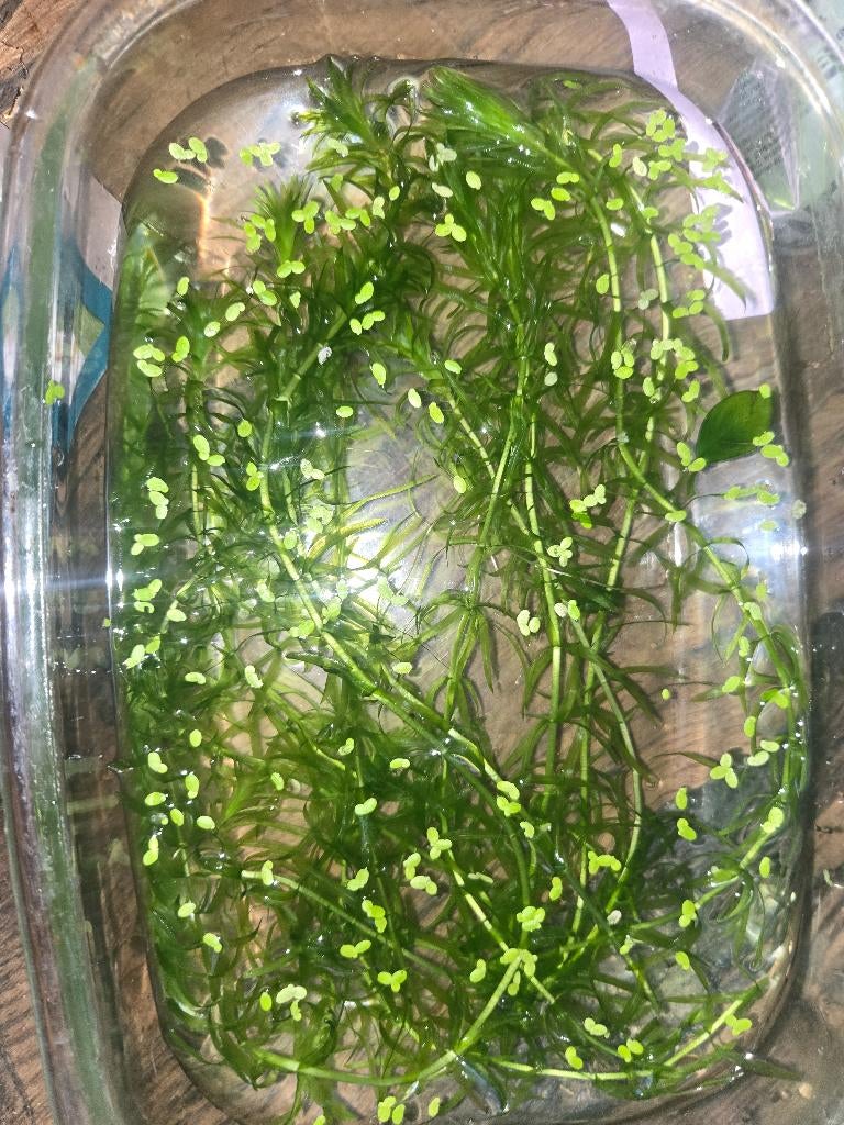 Aquariumplanten, Dieren en Toebehoren, Vissen | Aquaria en Toebehoren, Ophalen, Zo goed als nieuw, Plant(en), Steen of Hout