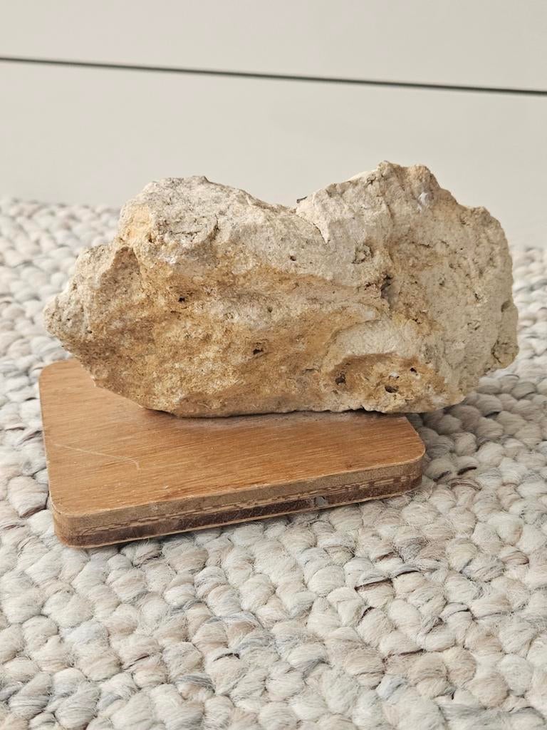 Fossiel, Ophalen of Verzenden, Fossiel