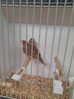 Roodkopamadines., Dieren en Toebehoren, Meerdere dieren, Geringd