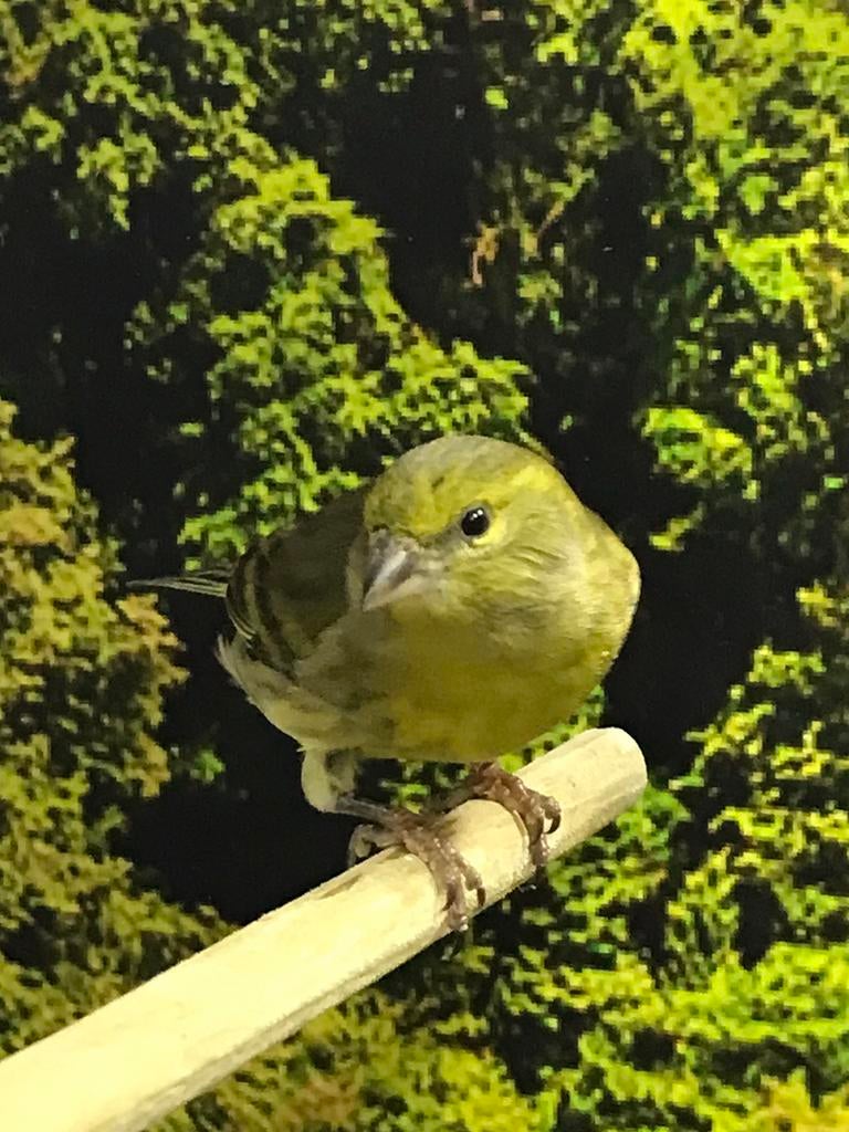 Bastaarden zwartkopsijs x kanarie, Dieren en Toebehoren, Vogels | Overige Vogels, Meerdere dieren, Tropenvogel