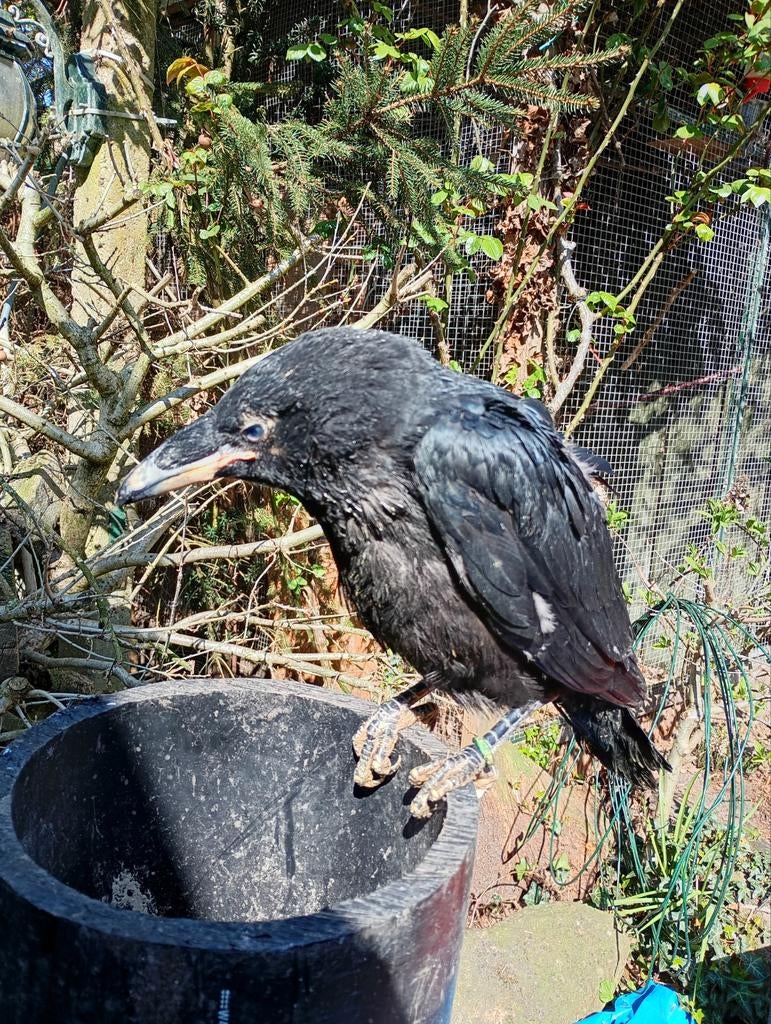 Jonge Raven 2026, Meerdere dieren, Roofvogel, Geringd