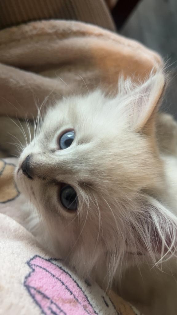 Ragdoll/British korthaar, Dieren en Toebehoren, Kater, Ontwormd