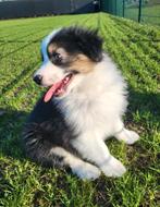 Australische herder pups / Aussi pup / Australian Shepherds, België, 8 tot 15 weken, Parvo, Meerdere