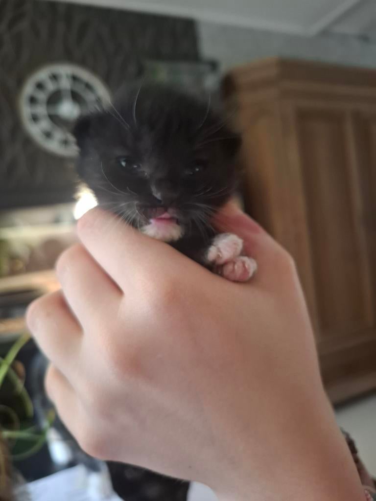 Zwart/witte kitten en haar zusje, Poes