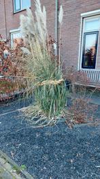 Gratis Pampusstruik, Ophalen, Halfschaduw, Overige soorten, 100 tot 250 cm