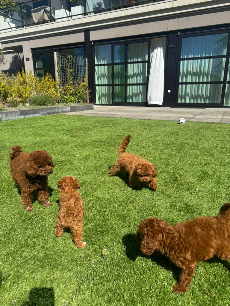 Schattig en speels Toy Poedel reutje beschikbaar 🐶💙, Poedel, Fokker | Hobbymatig, Reu, 8 tot 15 weken