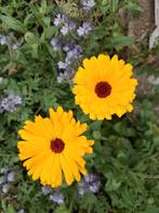 Biologische Goudsbloem Zaden, Ophalen of Verzenden, Volle zon