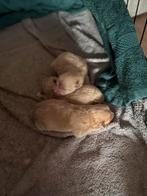 Dwergkees (Pomeriaan) puppy’s, Overige rassen, 8 tot 15 weken, Meerdere, Meerdere dieren