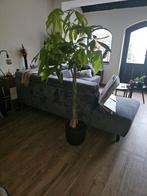 Pachira, Ophalen, Palm, Halfschaduw, In pot