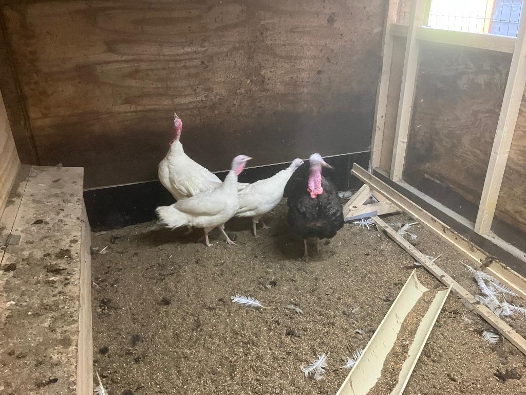 Jonge kalkoenen, Meerdere dieren, Kalkoen