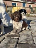 Heidewachtel/Friese Stabij/Wetterhoun mix, Dieren en Toebehoren, 8 tot 15 weken, Meerdere, Meerdere dieren, Middel