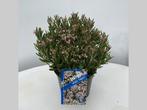 Andromeda polifolia Compacta 25/- cm in 2 liter pot, Tuin en Terras, Planten | Tuinplanten, Ophalen, Overige soorten, Halfschaduw