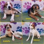 Pups puppy puppies 7 mnd  brakken pointer harrier hound mix, Particulier, 15 weken tot 1 jaar, Meerdere, Meerdere dieren