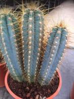 Cactus Pilocereus Azureus fraai blauw soort in de 17 cm pot., Ophalen of Verzenden, Minder dan 100 cm, In pot, Cactus