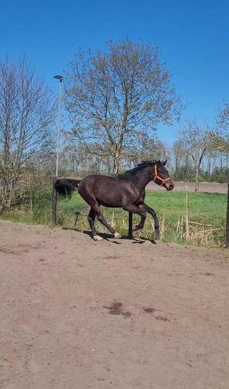2 jarig springpaard, Dieren en Toebehoren, Paarden, Springpaard, Met stamboom, 0 tot 2 jaar, Hengst