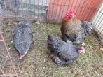 Trio cochin krielen koekoek kleur 2025, Meerdere dieren, Kip