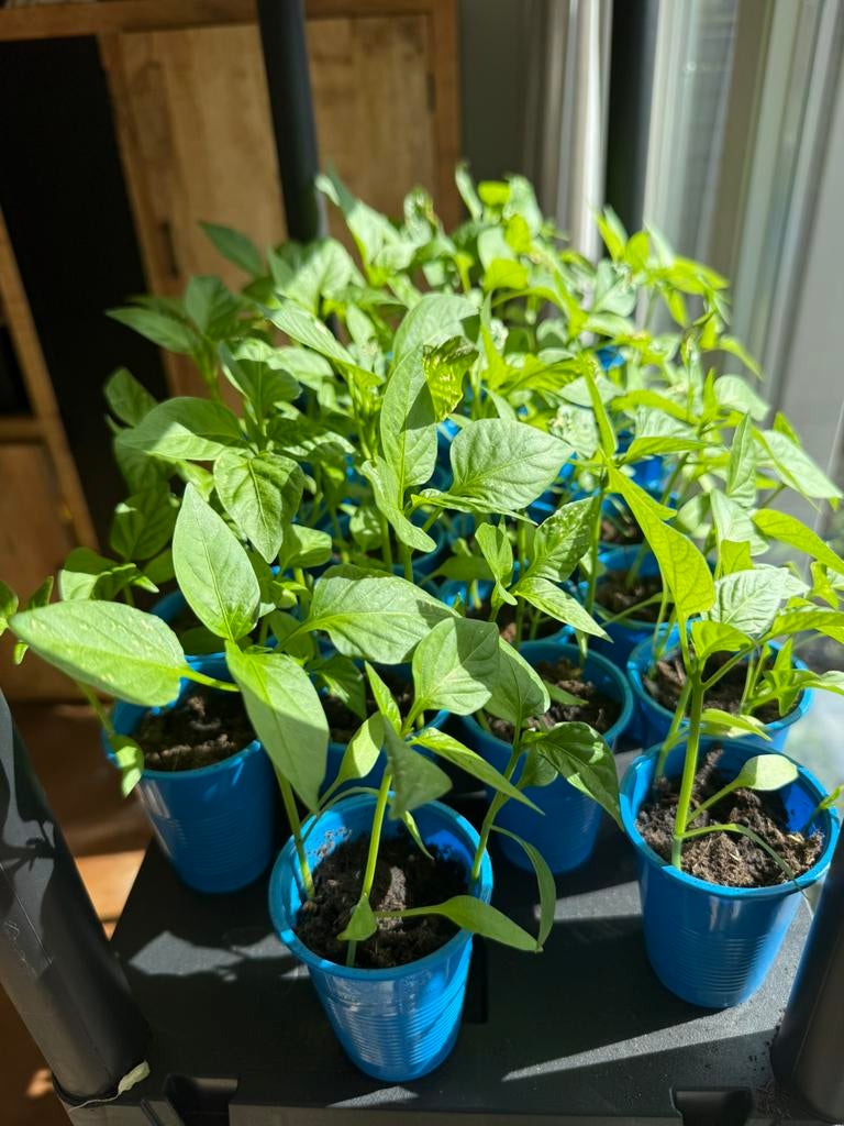 Paprika plantjes, Ophalen, Eenjarig, Groenteplanten, Volle zon