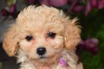 Maltipoo pups doodle ,poo, België, Overige rassen, 8 tot 15 weken, Parvo