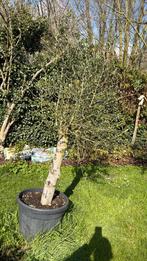 Olijf bomen, Ophalen of Verzenden, Volle zon, Overige soorten