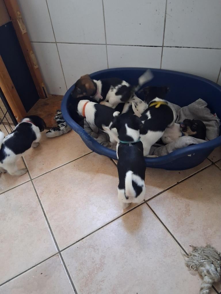 Lieve Jack Russel pups,mogen vanaf 18 April verhuizen!, Dieren en Toebehoren, Honden | Jack Russells en Terriërs, Parvo, Jack Russell Terriër