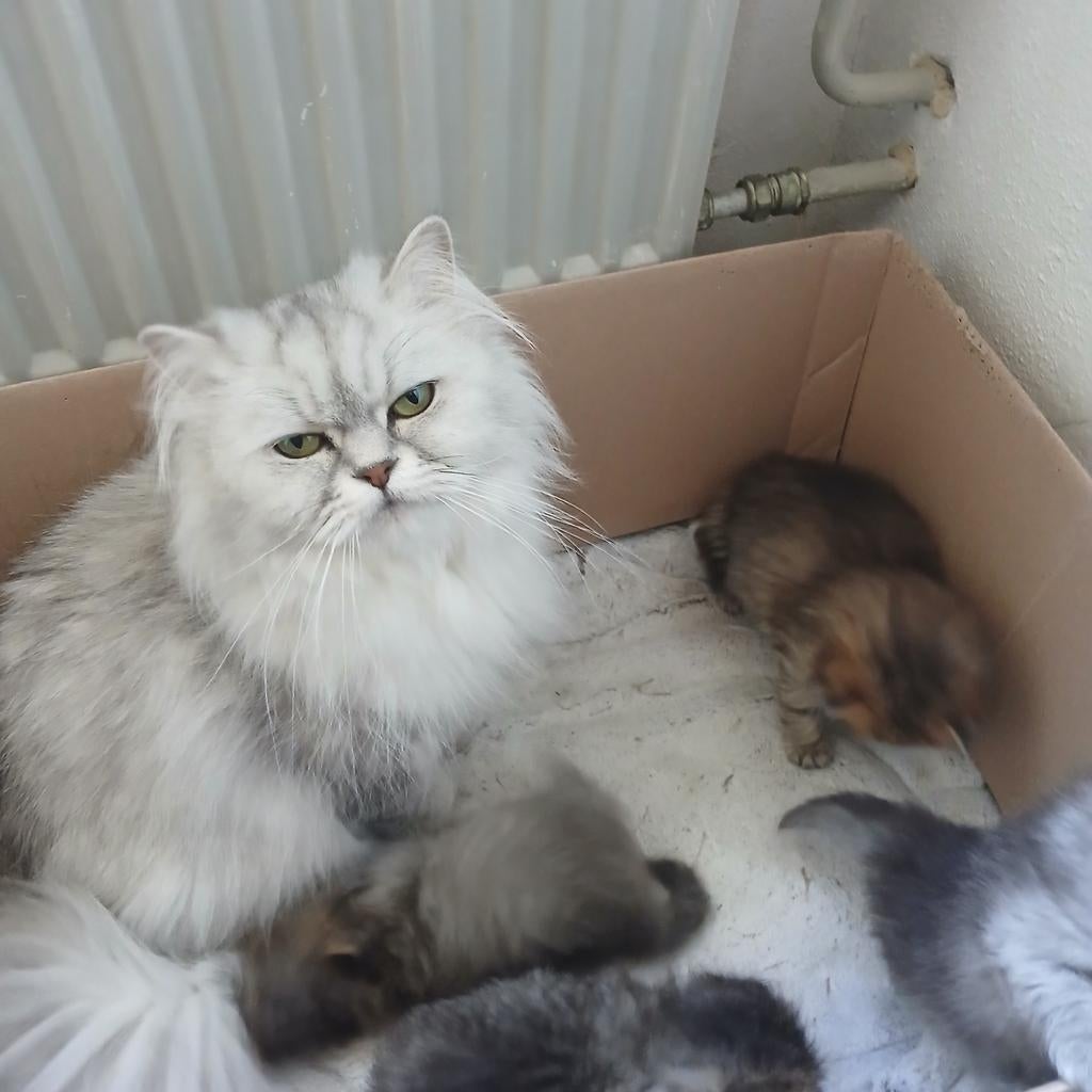 Te koop 4 kittens ras: 4 britse langharige ., Dieren en Toebehoren, Katten en Kittens | Raskatten | Langhaar, Meerdere dieren