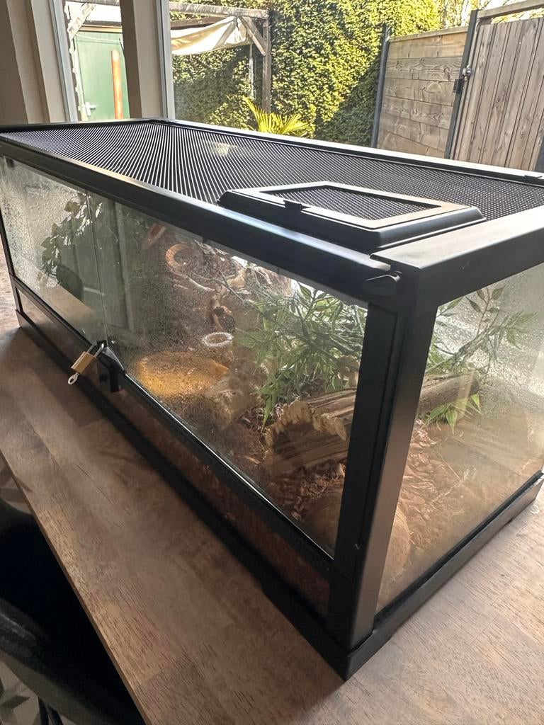 Rouw gekko, Hagedis, Met terrarium, 0 tot 2 jaar