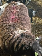 Luxe bont schaap/schaapstel, Dieren en Toebehoren, Schapen, Geiten en Varkens, Meerdere dieren, Schaap