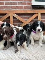 Heidewachtel/Friese Stabij/Wetterhoun mix, 8 tot 15 weken, Meerdere, Meerdere dieren, Middel