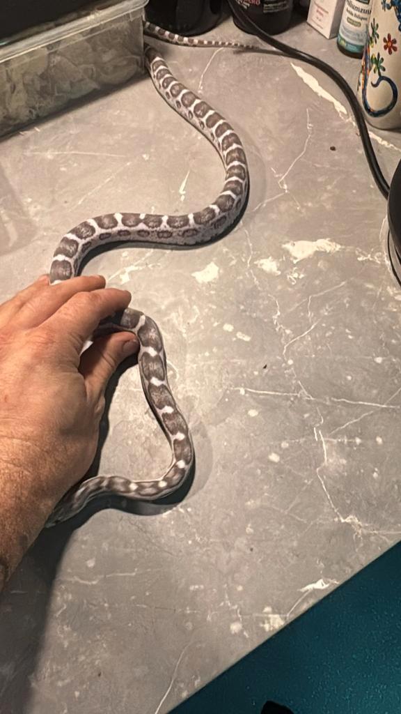 Te koop scalelless rattenslang