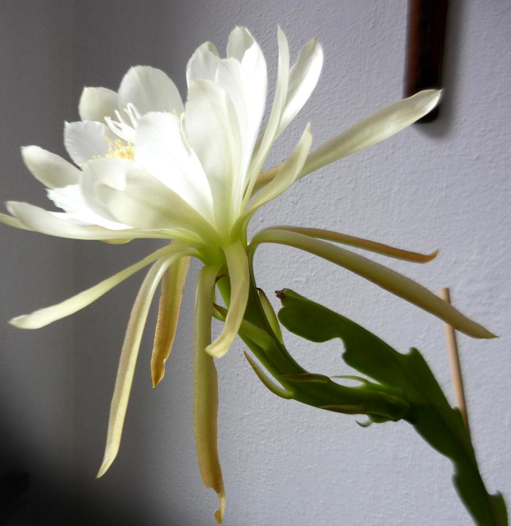 cactus - Epiphyllum stekken - wit, Verzenden, Cactus, Volle zon, Minder dan 100 cm