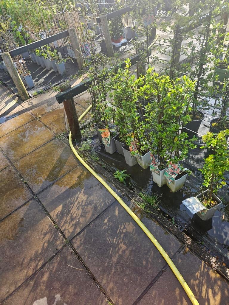pyracantha vuurdoorn, Tuin en Terras, Vijvers, Ophalen
