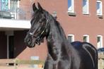 Lieve 5jarige merrie te koop, Dieren en Toebehoren, Paarden, Merrie, Recreatiepaard