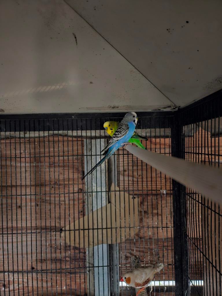 grasparkieten, Dieren en Toebehoren, Vogels | Parkieten en Papegaaien, Mannelijk, Parkiet